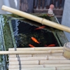 静かに泳ぐ