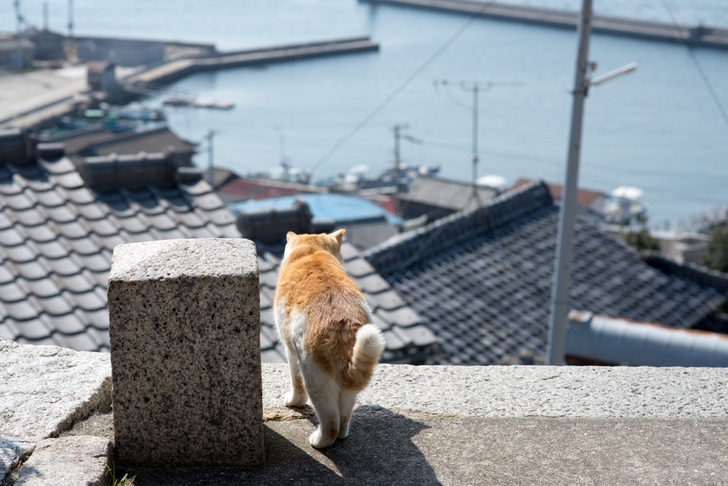 島猫５