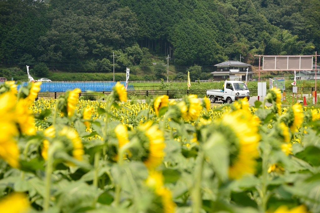 佐用町　向日葵畑