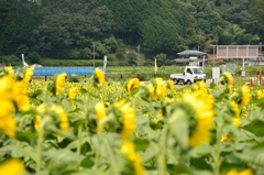 佐用町　向日葵畑