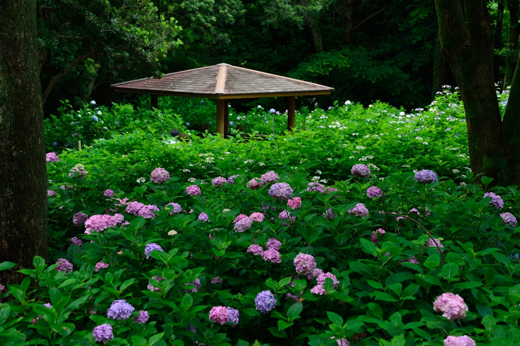 あじさいの森