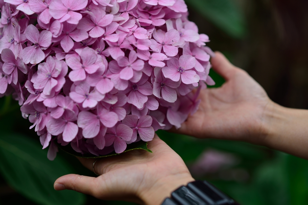 紫陽花、手に寄せて