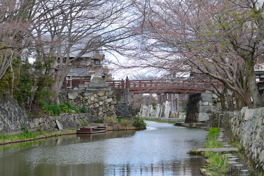 開花間近　その２
