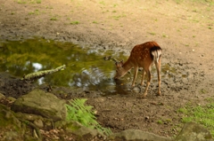 奈良公園の鹿