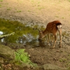 奈良公園の鹿