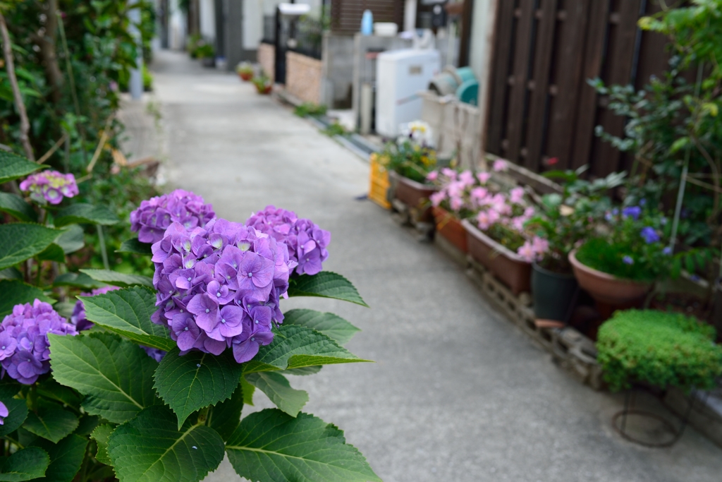 路地裏のあじさい　2