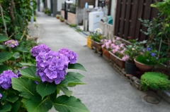 路地裏のあじさい　2