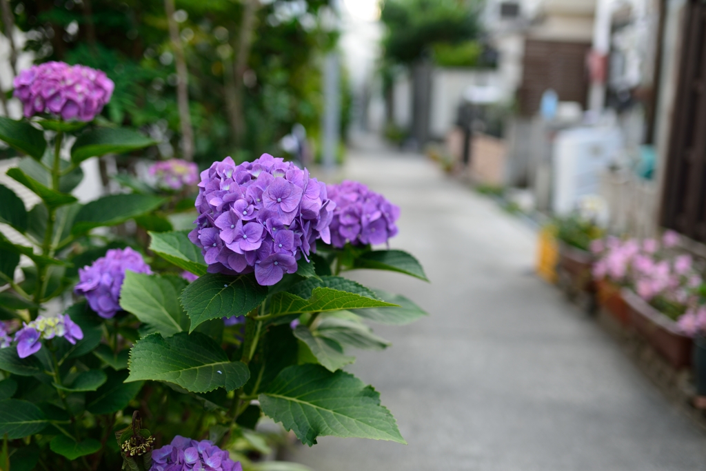 路地裏のあじさい