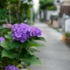 路地裏のあじさい