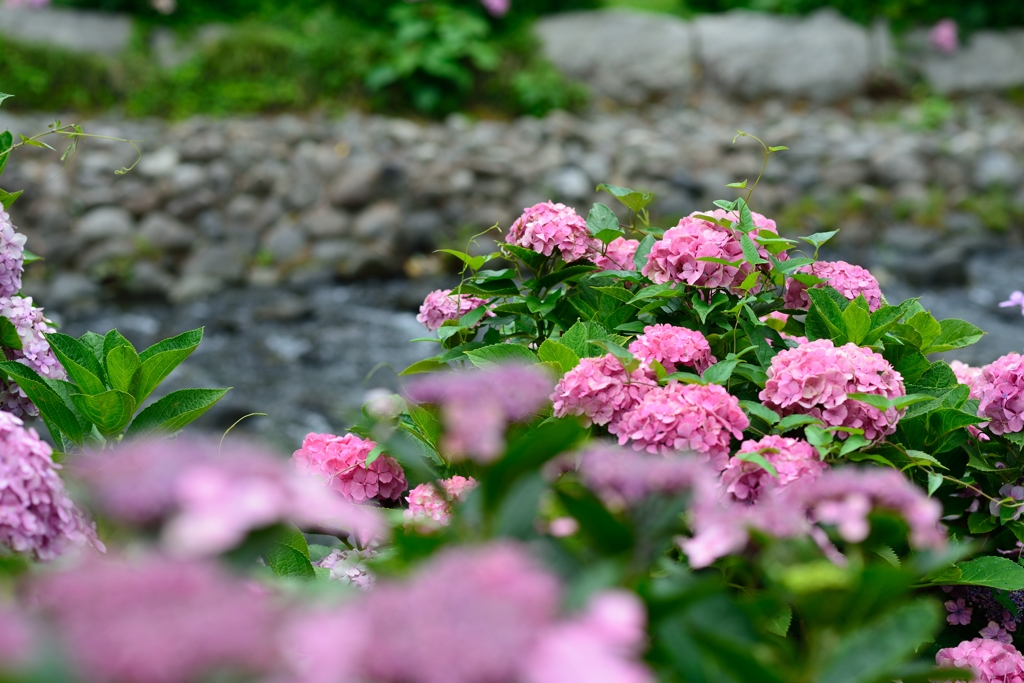 川辺の紫陽花