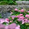 川辺の紫陽花