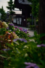 京のあじさい