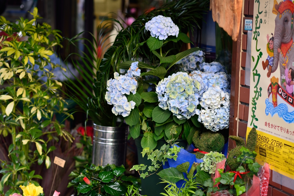 flower shop