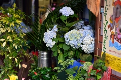 flower shop