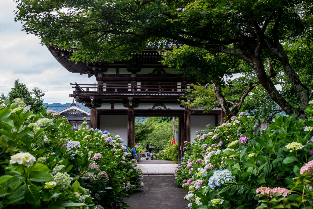 あじさい寺
