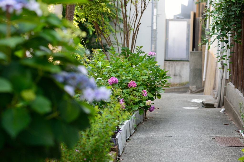 路地裏のあじさい　4