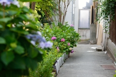 路地裏のあじさい　4