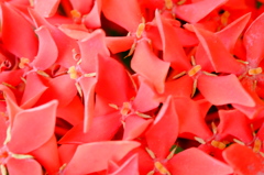 紅色のカオス