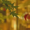 青楓　夜楓