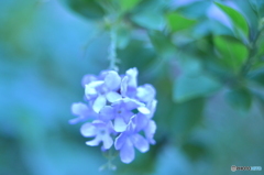 Purple flower