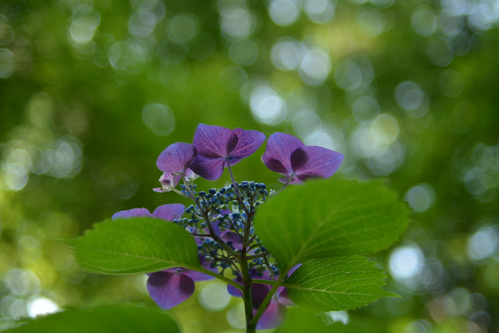 下からの紫陽花 紫