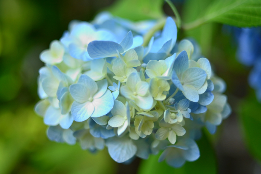 紫陽花 白 水色 By Rinorino Id 写真共有サイト Photohito