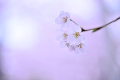 雨と桜と…