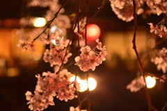 夜桜