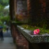 雨と椿と水路閣