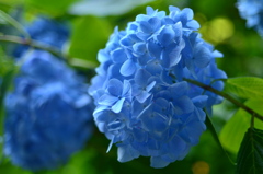紫陽花 ブルー