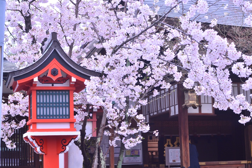 朱と桜
