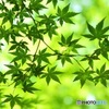 青もみじ