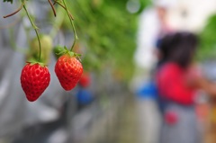 ストロベリーフィールド