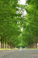 メタセコイヤ並木