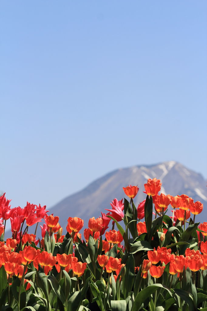 鳥取花回廊　大山