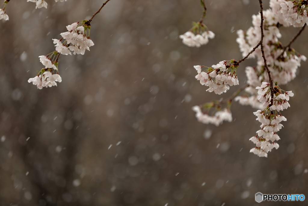 季節外れの雪に打たれて