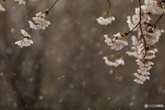 季節外れの雪に打たれて