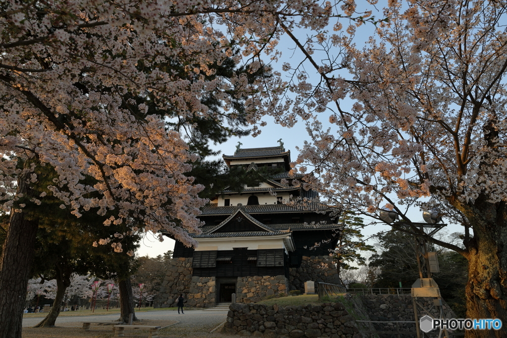 桜と松江城