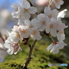 胴吹き