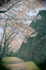 米子城跡と桜