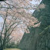米子城跡と桜