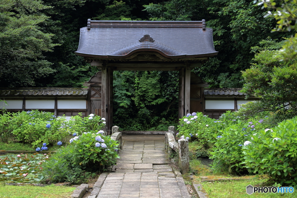 睡蓮と紫陽花と門