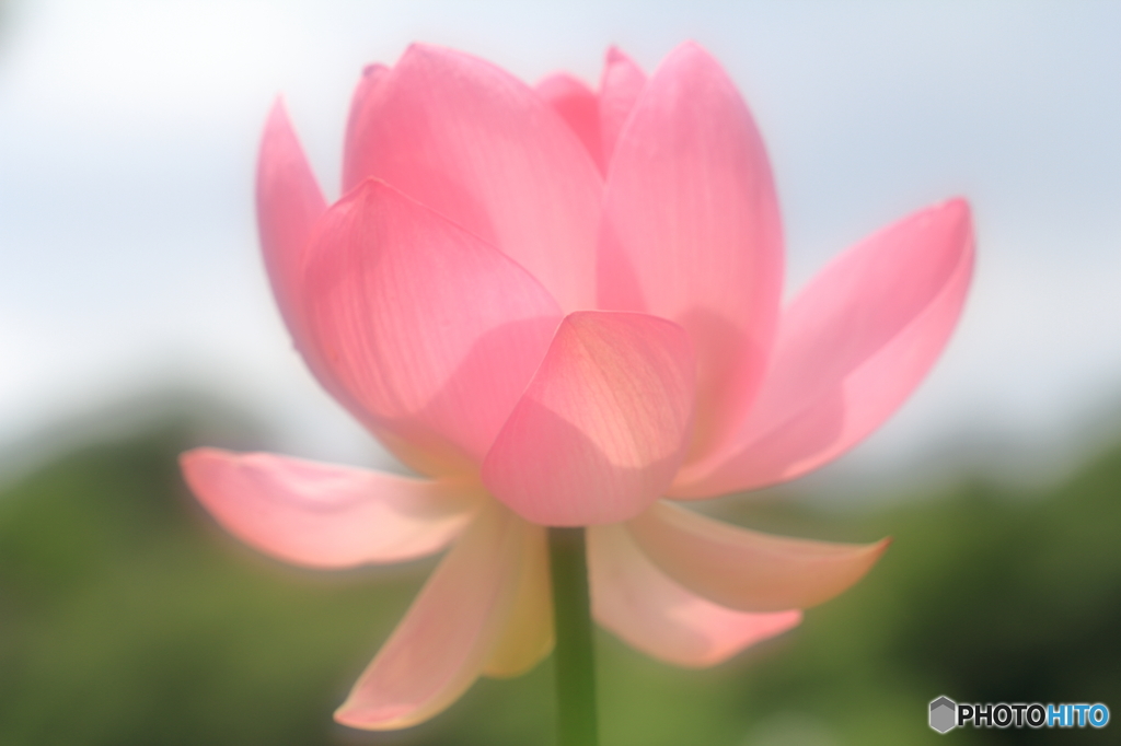 pinky