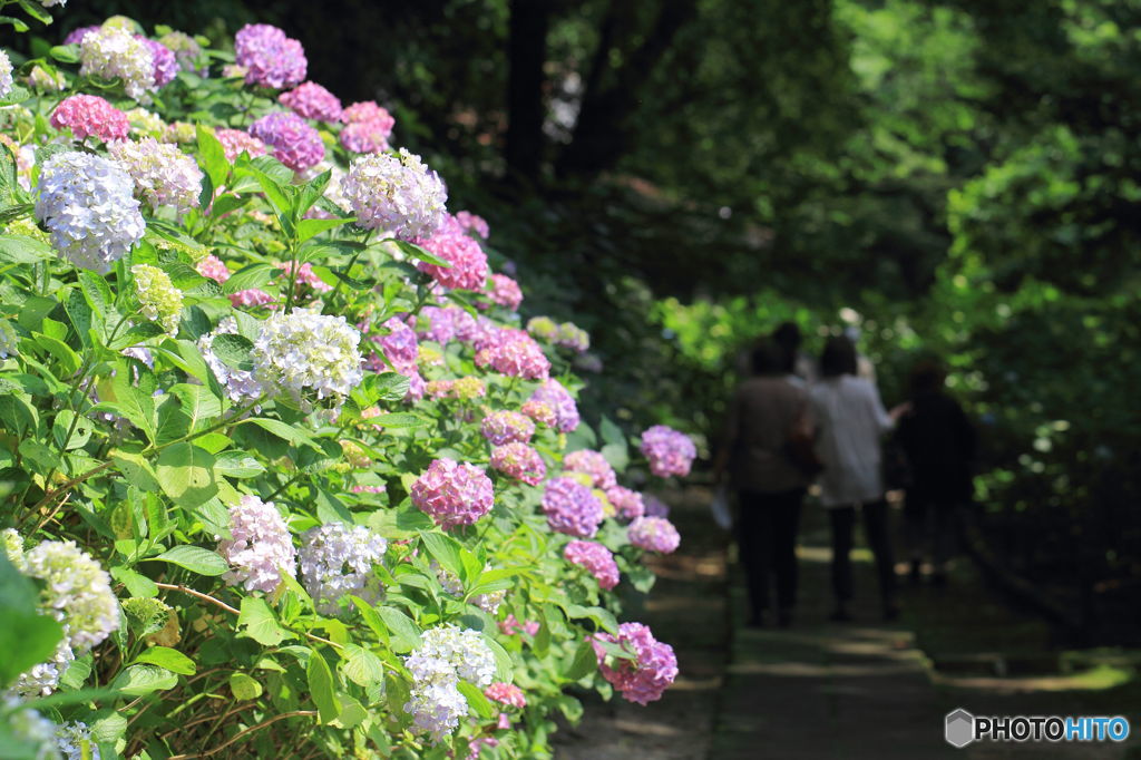 紫陽花通り