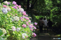 紫陽花通り