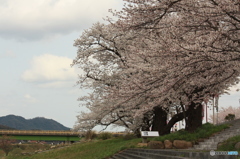 月山冨田城周りの桜