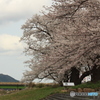 月山冨田城周りの桜