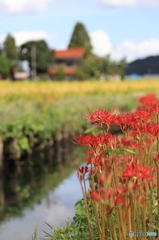 彼岸花