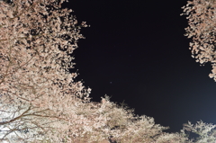 夜桜と木星と