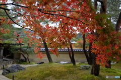 朝露と紅葉